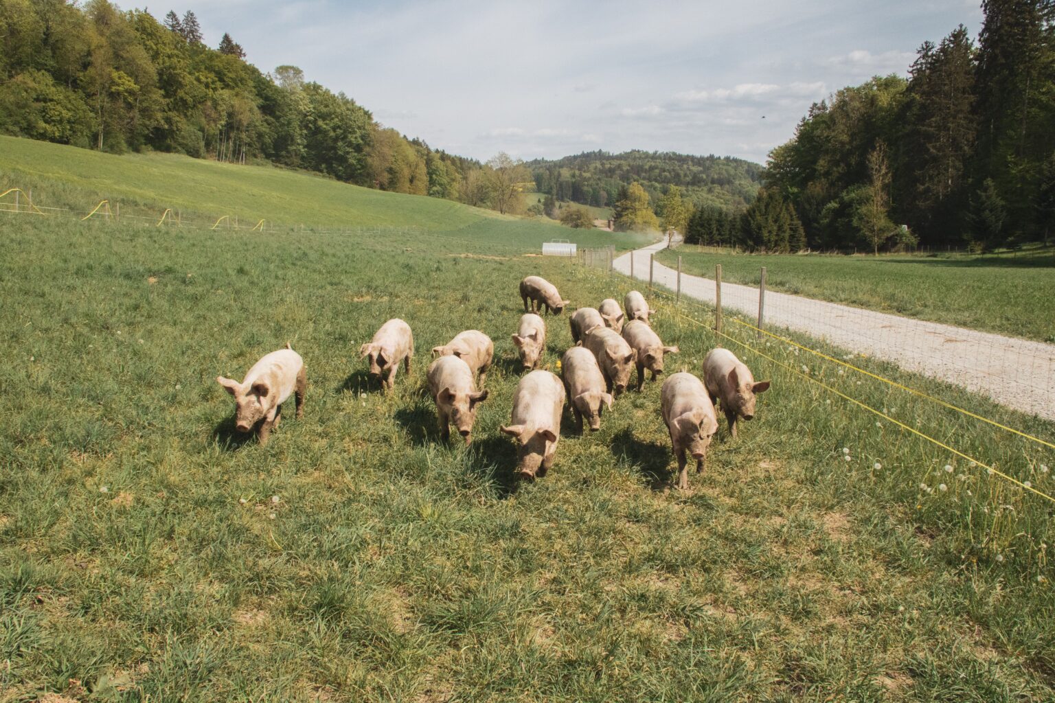 Why Were Pigs Created?